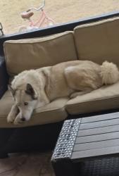 Found/Stray Female Dog last seen Close to Loop 202, Phoenix, AZ 85043