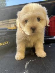 Found/Stray Male Dog last seen The district apmts, Baton Rouge, LA 70808