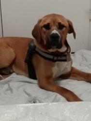Lost Male Dog last seen Cartmill and West street , Tulare, CA 93274