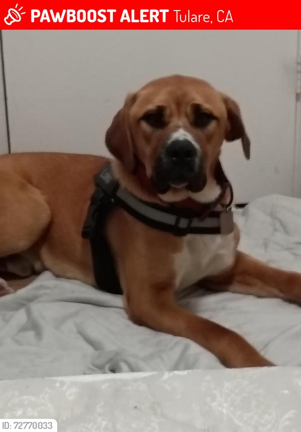Lost Male Dog last seen Cartmill and West street , Tulare, CA 93274