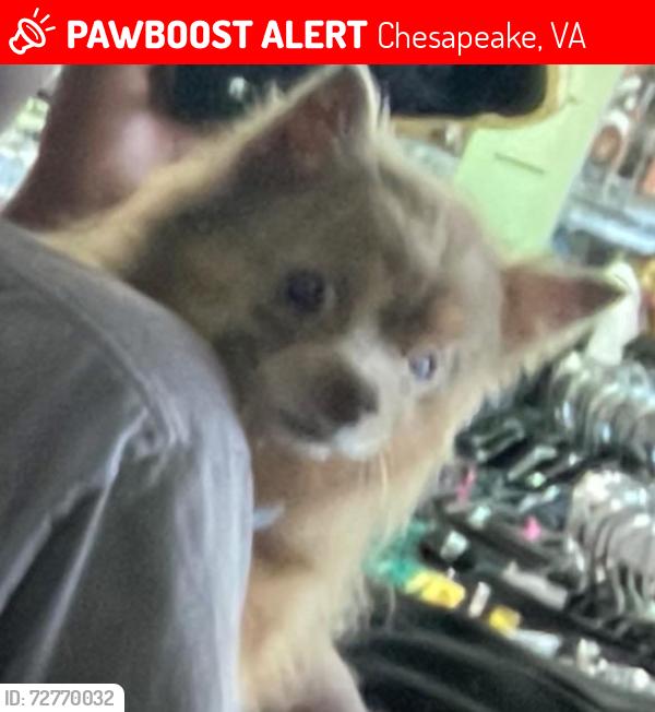 Lost Male Dog last seen Airline blvd, Chesapeake, VA 23321