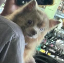 Lost Male Dog last seen Airline blvd, Chesapeake, VA 23321