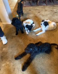 Lost Unknown Dog last seen Kelsey ct, Forney, TX 75126
