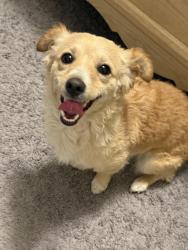 Found/Stray Female Dog last seen Winterwood,sahara and Nellis , Sunrise Manor, NV 89142