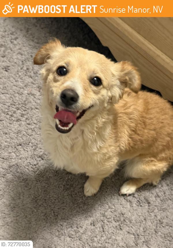 Found/Stray Female Dog last seen Winterwood,sahara and Nellis , Sunrise Manor, NV 89142