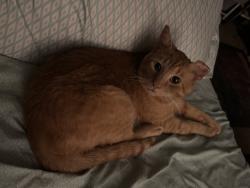 Lost Male Cat last seen Near South Taft Ave, Indianapolis, IN 46241