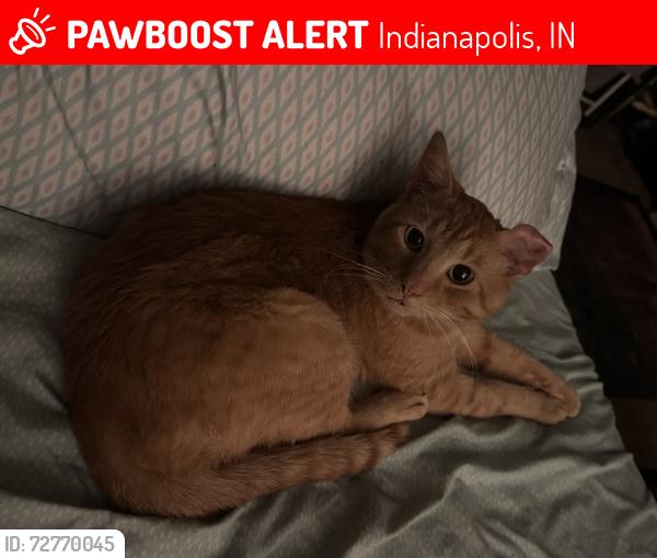 Lost Male Cat last seen Near South Taft Ave, Indianapolis, IN 46241