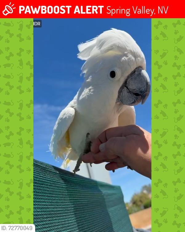 Lost Male Bird last seen Twain & Spitze, Spring Valley, NV 89103