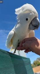 Lost Male Bird last seen Twain & Spitze, Spring Valley, NV 89103