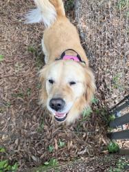 Found/Stray Female Dog last seen Pecan and chesterfield , Charlotte, NC 28205