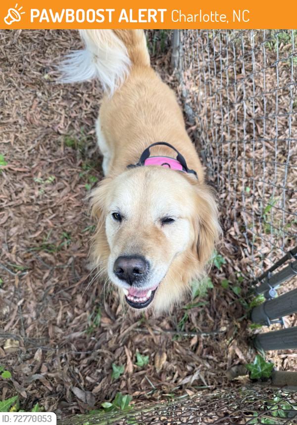 Found/Stray Female Dog last seen Pecan and chesterfield , Charlotte, NC 28205