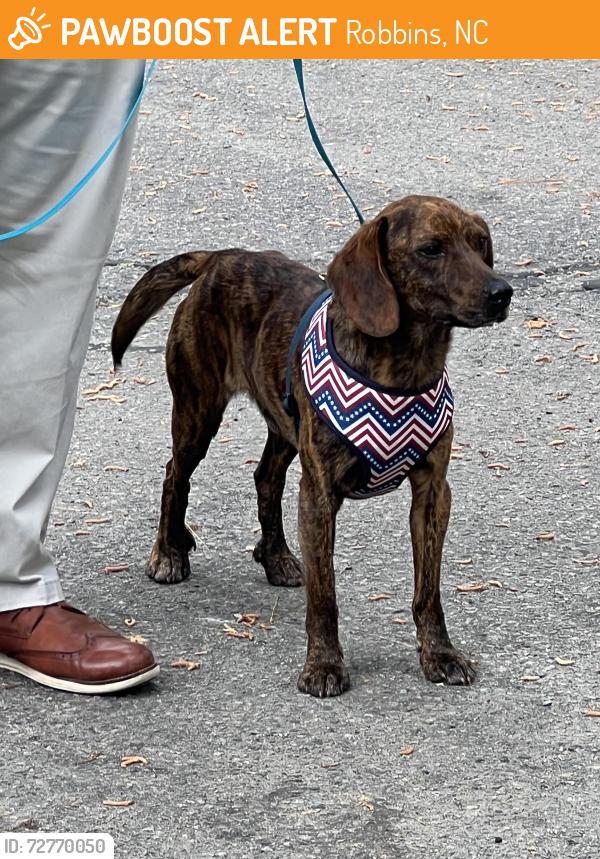 Found/Stray Male Dog last seen BAPTIST CHURCH , Robbins, NC 27325