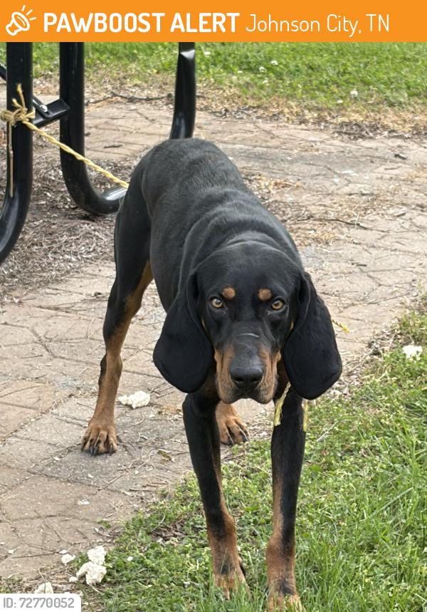 Found/Stray Male Dog last seen New st and Myrtle , Johnson City, TN 37601