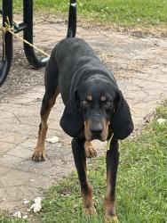 Found/Stray Male Dog last seen New st and Myrtle , Johnson City, TN 37601