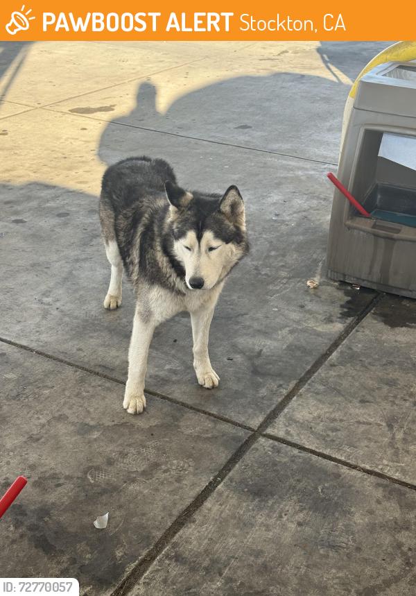 Found/Stray Male Dog last seen cherokee road & newton rd, Stockton, CA 95205