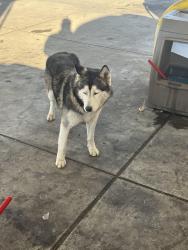 Found/Stray Male Dog last seen cherokee road & newton rd, Stockton, CA 95205
