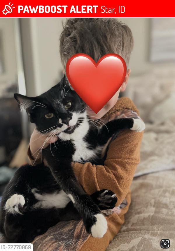 Lost Male Cat last seen Blessinger & state, Star, ID 83669