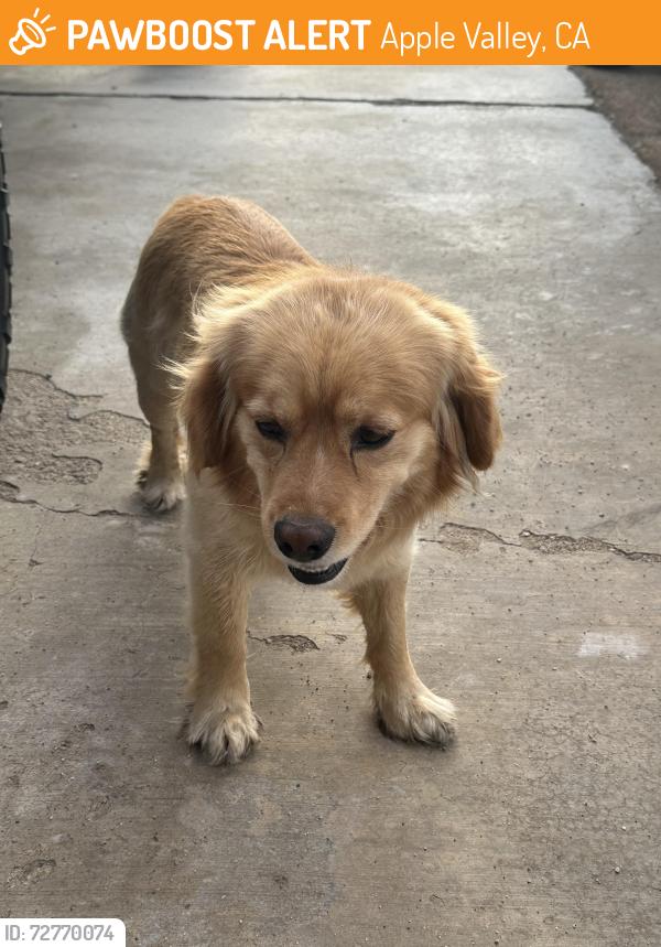 Found/Stray Male Dog last seen Riverside drive/nokomis rd , Apple Valley, CA 92307