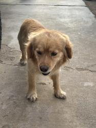 Found/Stray Male Dog last seen Riverside drive/nokomis rd , Apple Valley, CA 92307