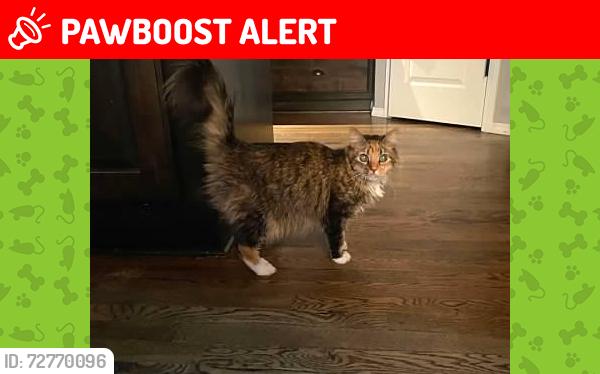 Lost Female Cat last seen E 31st & S 209th E Ave, Wagoner County, OK 74014