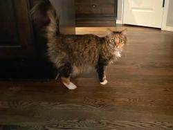 Lost Female Cat last seen E 31st & S 209th E Ave, Wagoner County, OK 74014