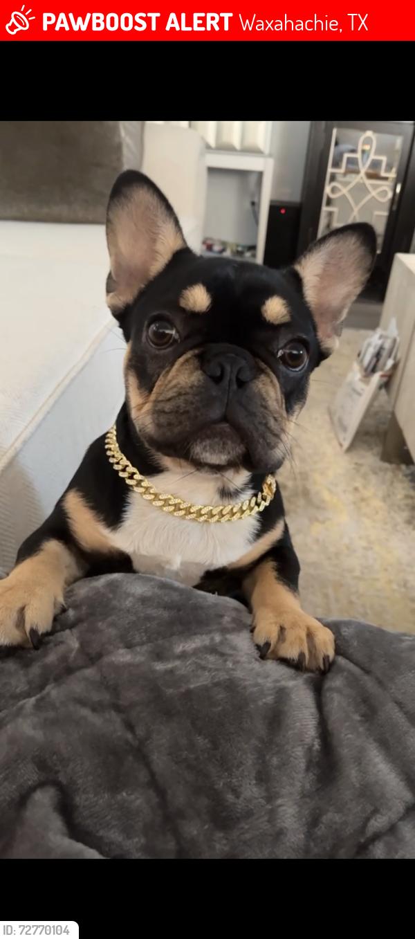 Lost Male Dog last seen Garden valley , Waxahachie, TX 75165