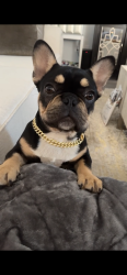 Lost Male Dog last seen Garden valley , Waxahachie, TX 75165