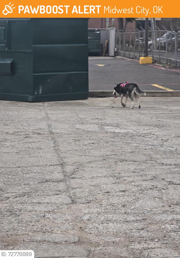 Found/Stray Unknown Dog last seen S. Air Depot Blvd and 15th street heading south, Midwest City, OK 73110