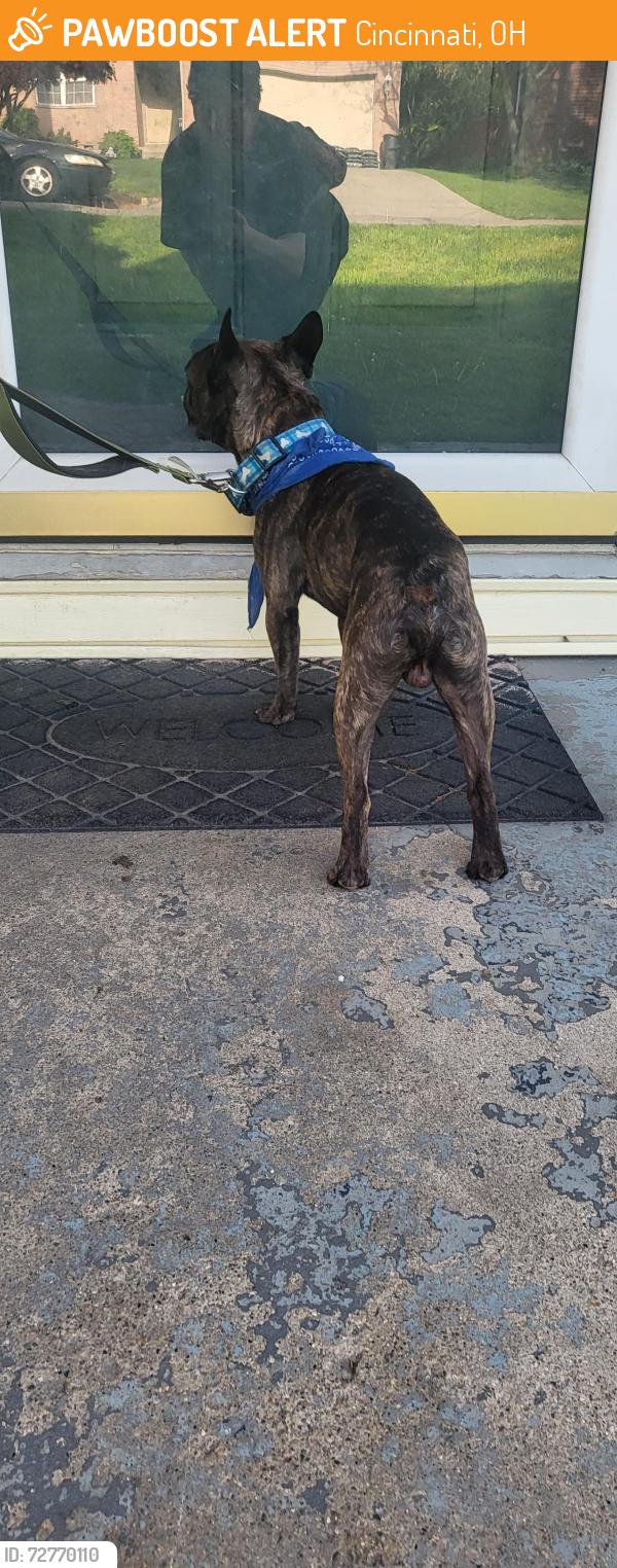 Found/Stray Male Dog last seen By werkhaus Pizza , Cincinnati, OH 45248