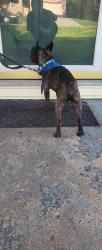 Found/Stray Male Dog last seen By werkhaus Pizza , Cincinnati, OH 45248