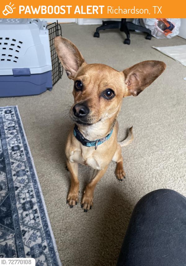 Found/Stray Male Dog last seen UTDallas, Richardson, TX 75080