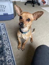 Found/Stray Male Dog last seen UTDallas, Richardson, TX 75080
