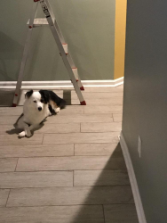 Lost Female Dog last seen NE st Across from Cleveland Park Animal Hospital, Simpsonville, SC 29681