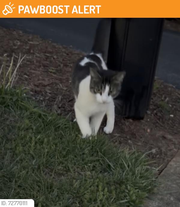 Found/Stray Unknown Cat last seen Old Covington Way, Buncombe County, NC 28704