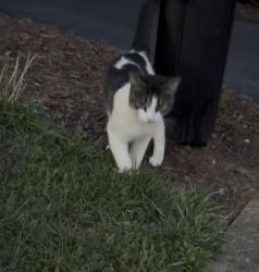 Found/Stray Unknown Cat last seen Old Covington Way, Buncombe County, NC 28704