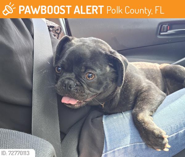 Found/Stray Female Dog last seen Horse Creek, Polk County, FL 33837