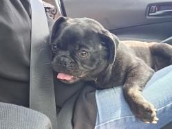 Found/Stray Female Dog last seen Horse Creek, Polk County, FL 33837