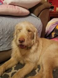 Lost Male Dog last seen Near Fogle road , Owensboro, KY 42301