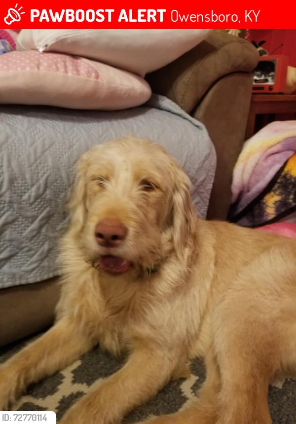 Lost Male Dog last seen Near Fogle road , Owensboro, KY 42301