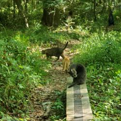 Found/Stray Unknown Cat last seen East Fern Trail/Bog Trail, Tallahassee, FL 32308
