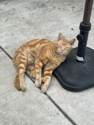Lost Male Cat last seen European Grove South, Fresno, CA 93711