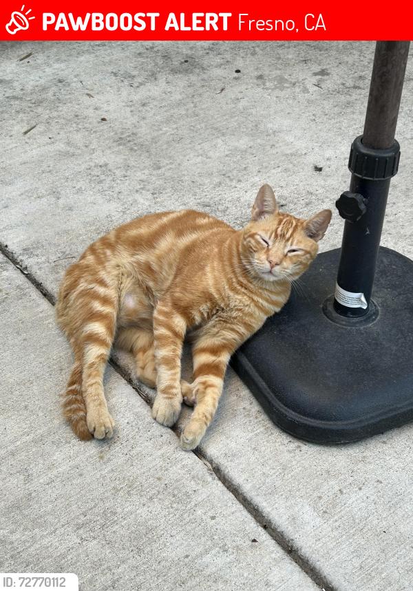 Lost Male Cat last seen European Grove South, Fresno, CA 93711