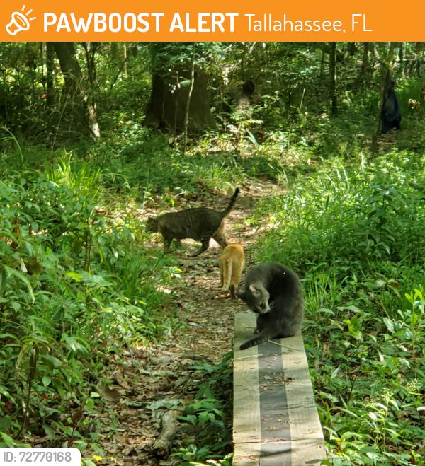 Found/Stray Unknown Cat last seen East fern trail/bog trail, Tallahassee, FL 32301