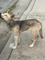 Found/Stray Unknown Dog last seen Ford rd, San Jose, CA 95138