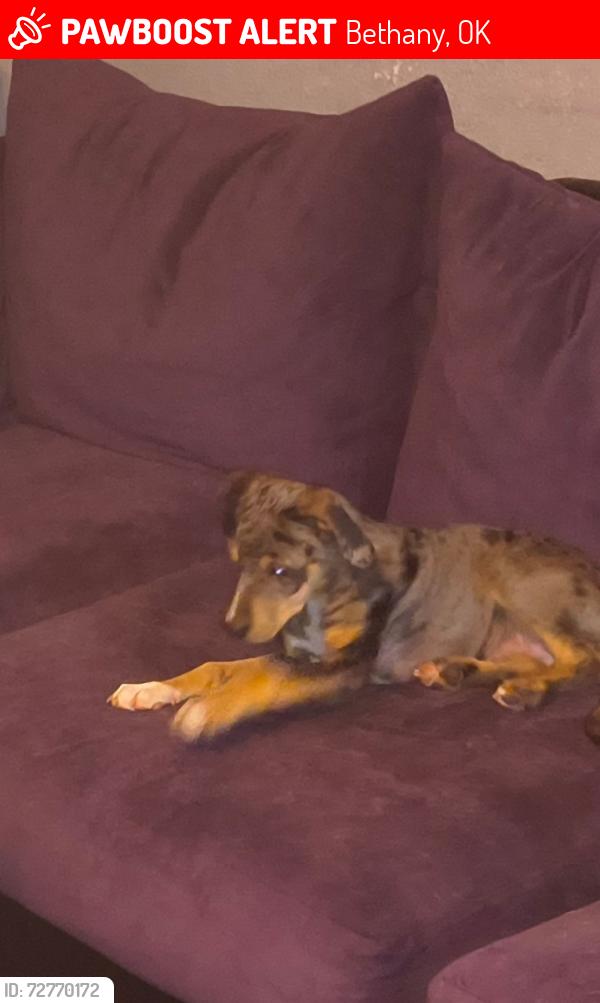 Lost Male Dog last seen 20th and rickwell, Bethany, OK 73008