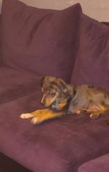 Lost Male Dog last seen 20th and rickwell, Bethany, OK 73008