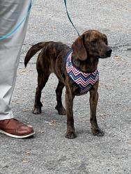 Found/Stray Male Dog last seen BEULAH BAPTIST CHURCH , Bennett, NC 27208