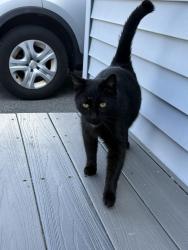 Found/Stray Unknown Cat last seen Selwyn Road, Randolph, MA 02368