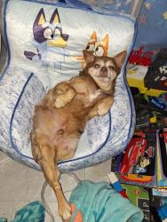Lost Male Dog last seen Near touriel Rd lot 97 , Gulfport, MS 39503
