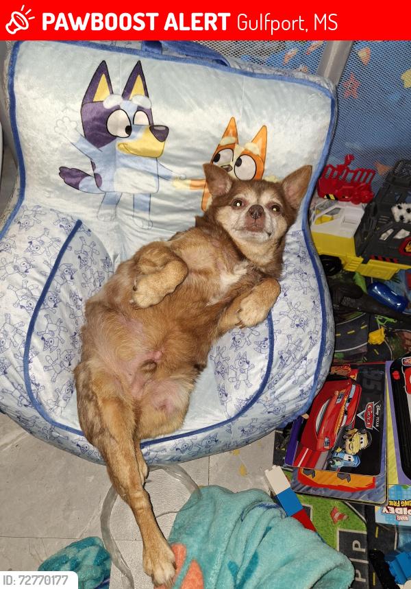 Lost Male Dog last seen Near touriel Rd lot 97 , Gulfport, MS 39503